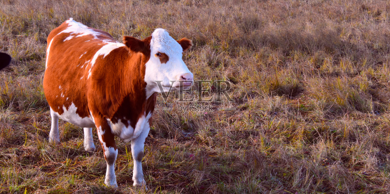 加拿大农场的好牛照片摄影图片