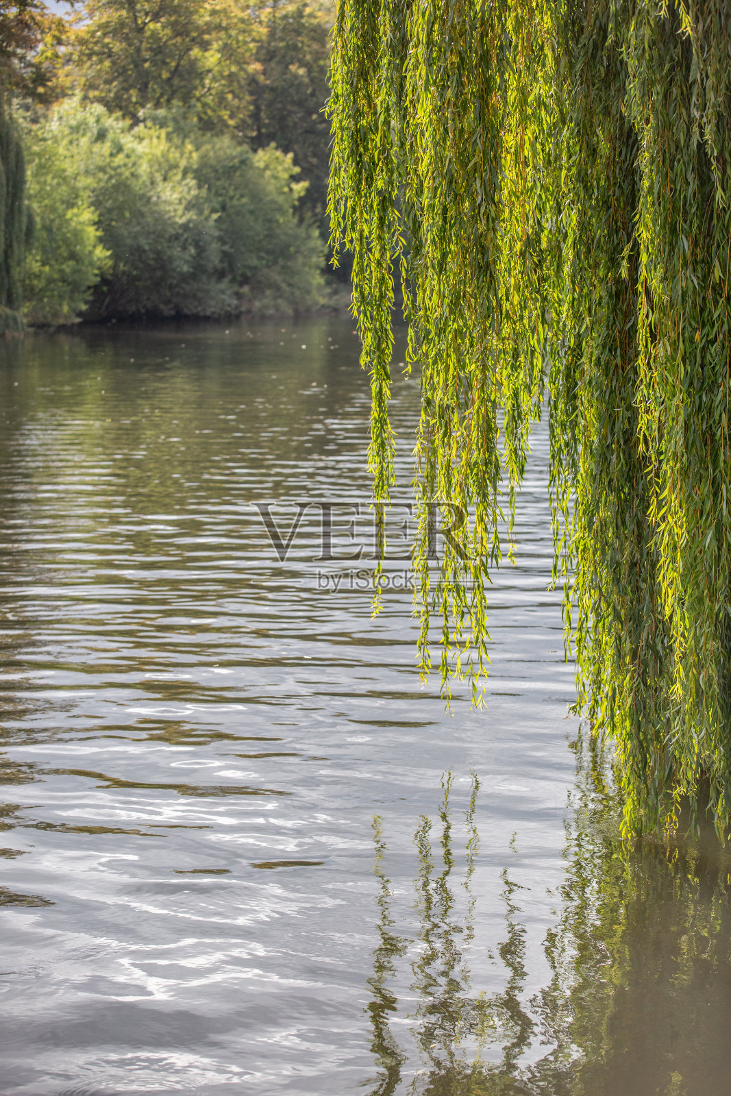 在一个阳光明媚的夏日，垂柳伸入河中照片摄影图片