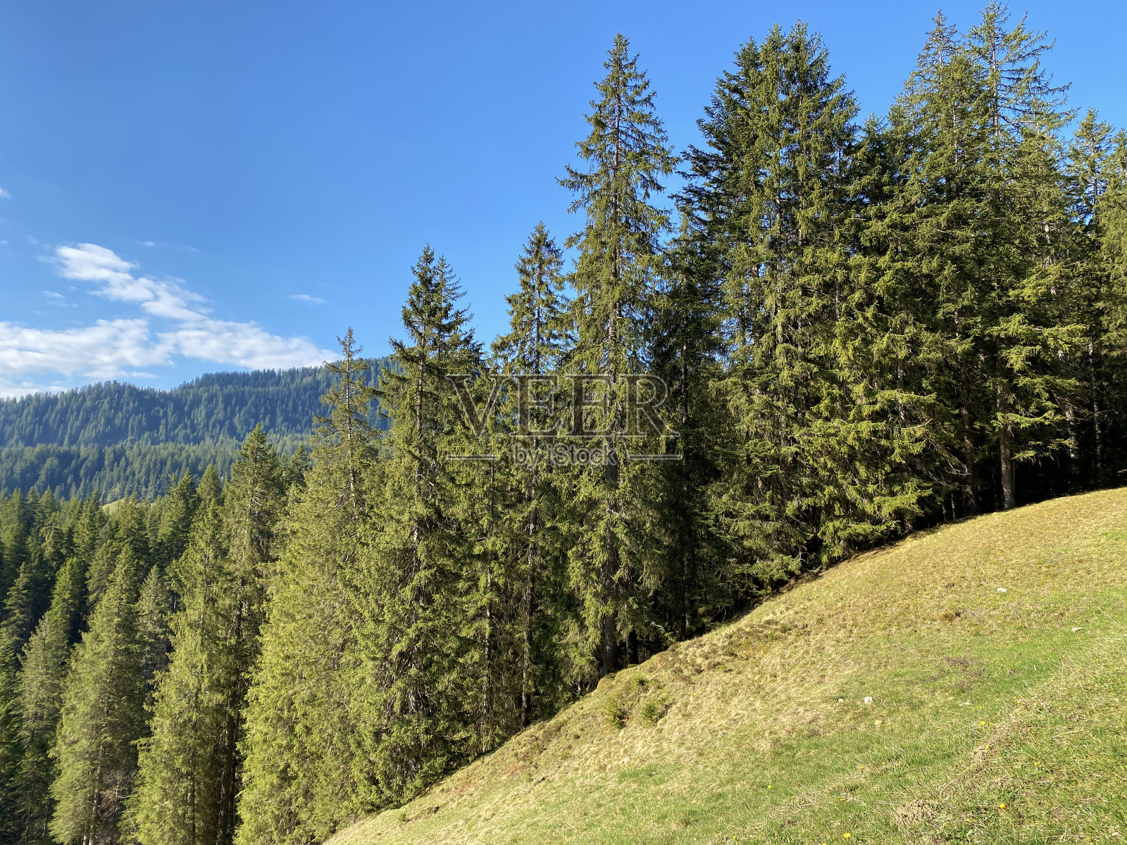 常绿森林或针叶树在皮拉图斯山坡和山峰下的高山山谷，Alpnach - Obwalden，瑞士(坎顿奥瓦尔德，瑞士))照片摄影图片