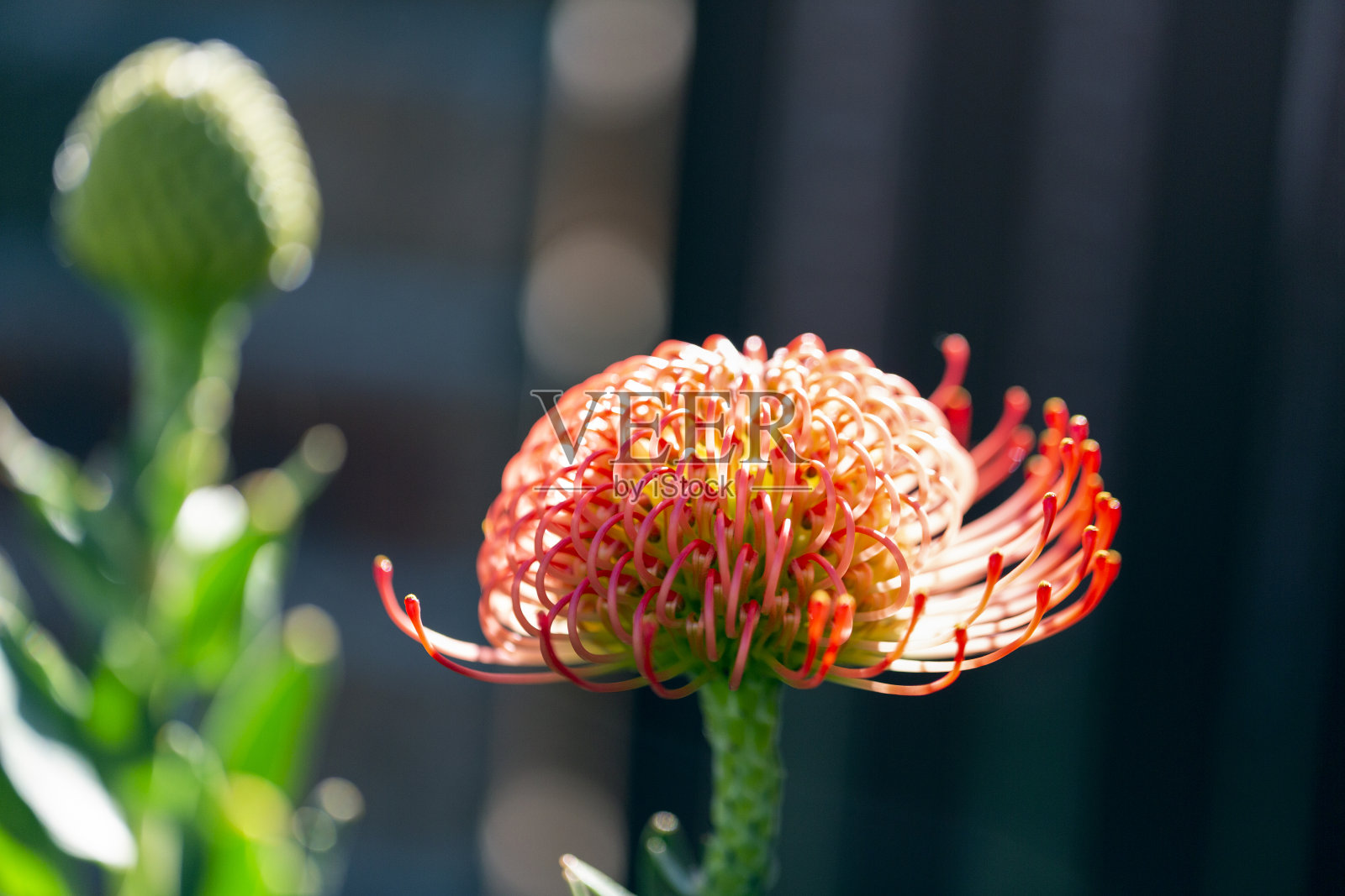 橙色针垫花，微距摄影，美丽的自然背景与复制空间照片摄影图片