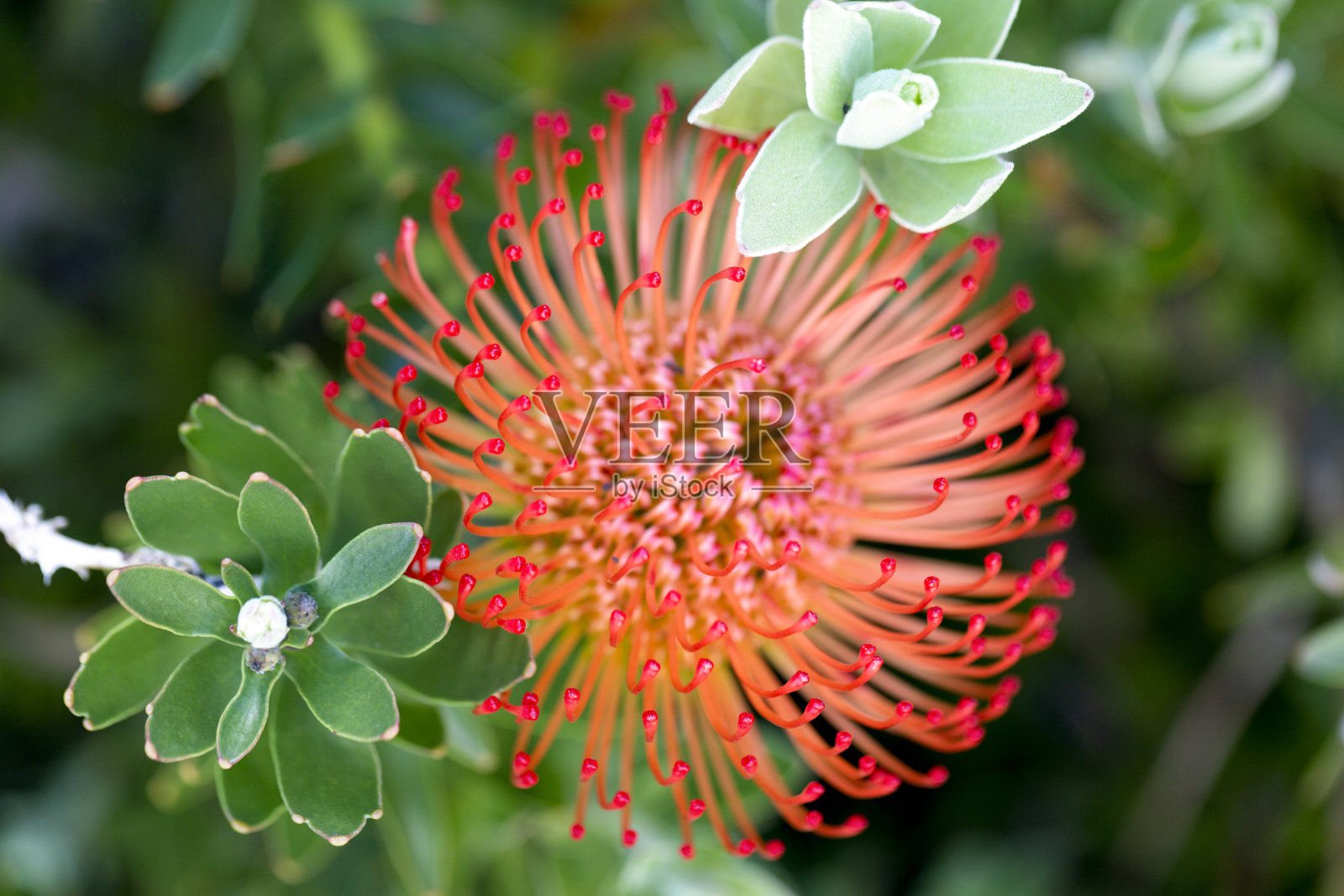 橙色针垫花，微距摄影，美丽的自然背景与复制空间照片摄影图片