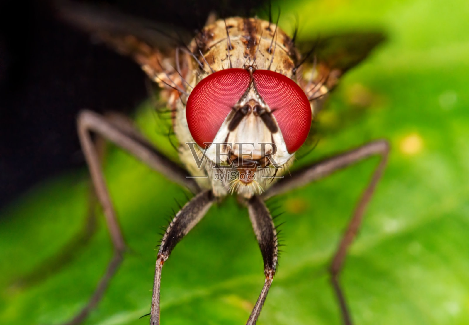 飞肖像上绿叶特写微距照片摄影图片