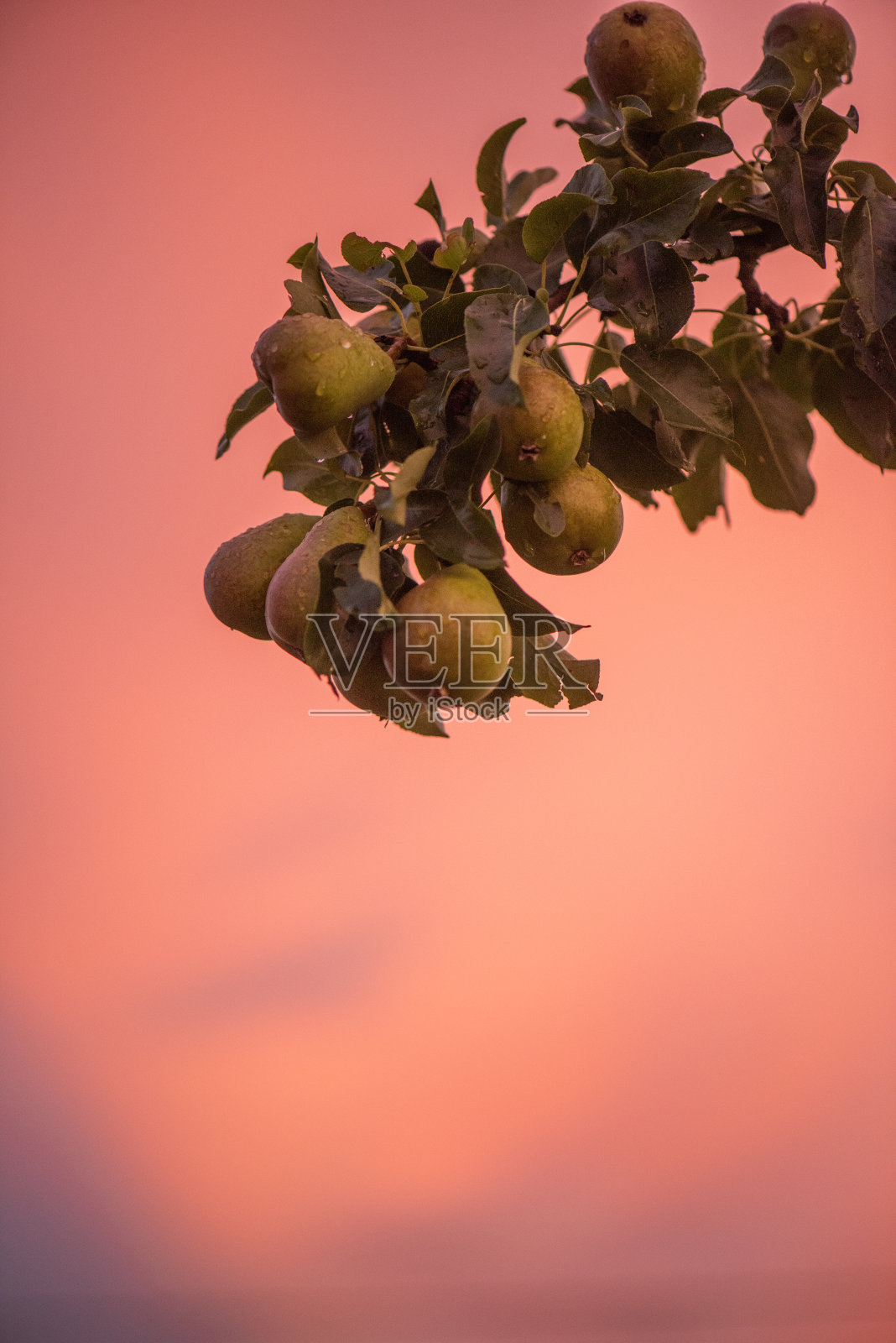 梨在日落照片摄影图片
