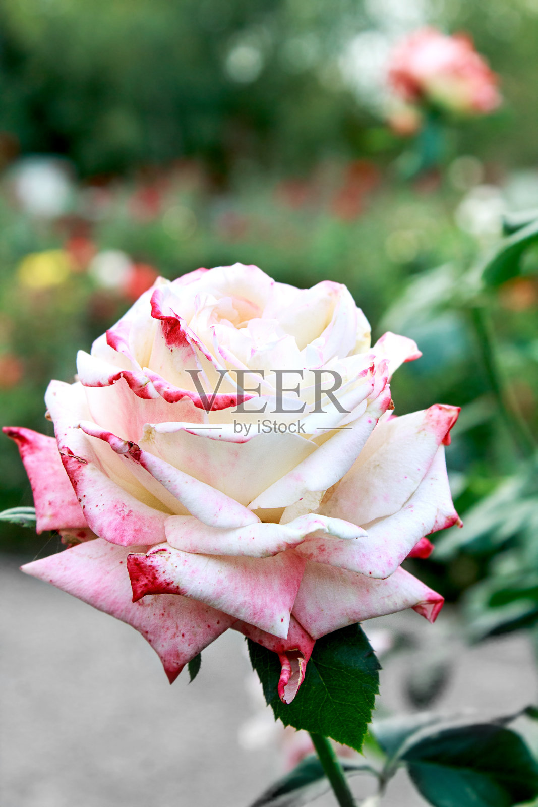 情人节的粉色玫瑰，中间是白色的照片摄影图片