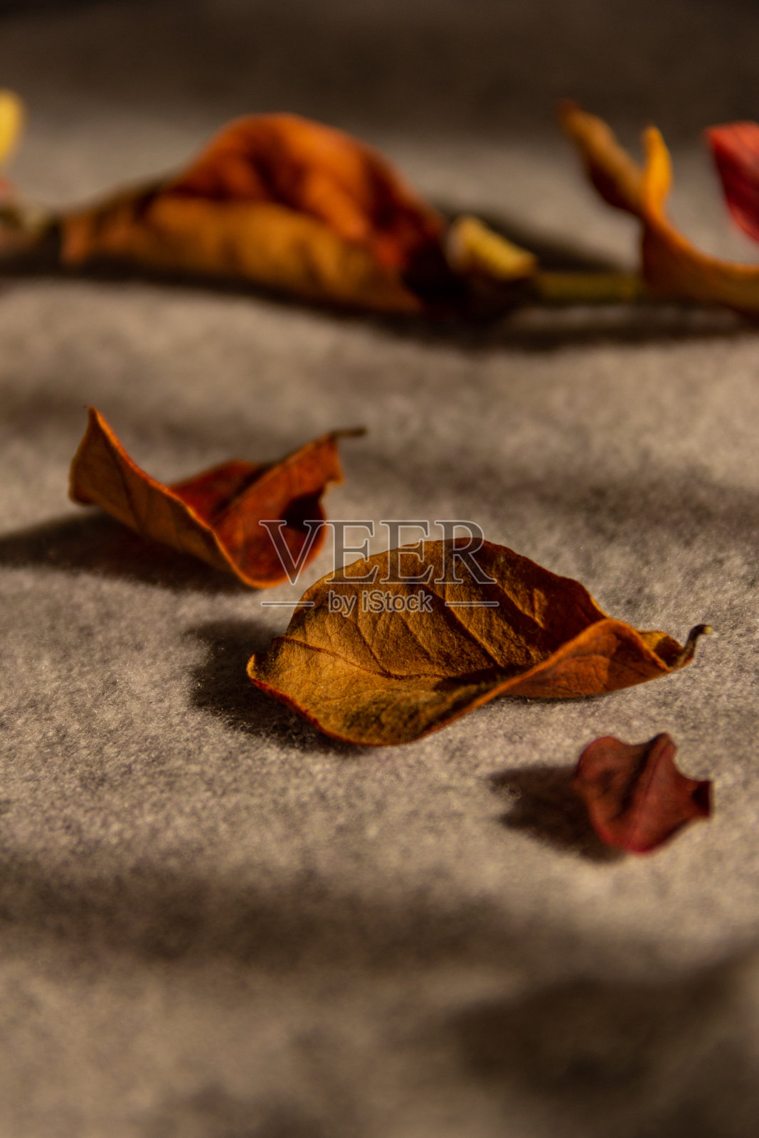 秋日早晨温暖的羊毛衫照片摄影图片