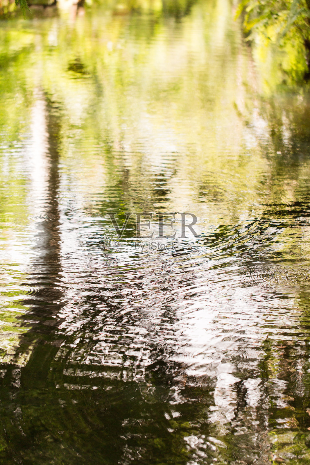 佛罗里达西棕榈滩的水上热带植物照片摄影图片