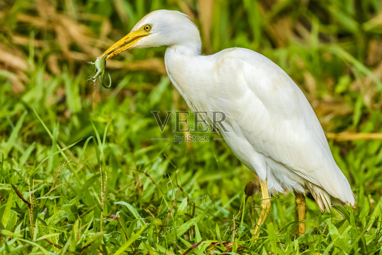 夏威夷考艾岛照片摄影图片
