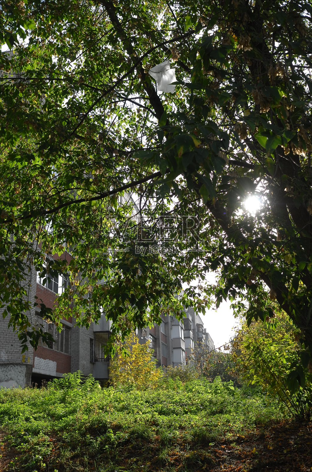 公寓后面的秋天的树照片摄影图片