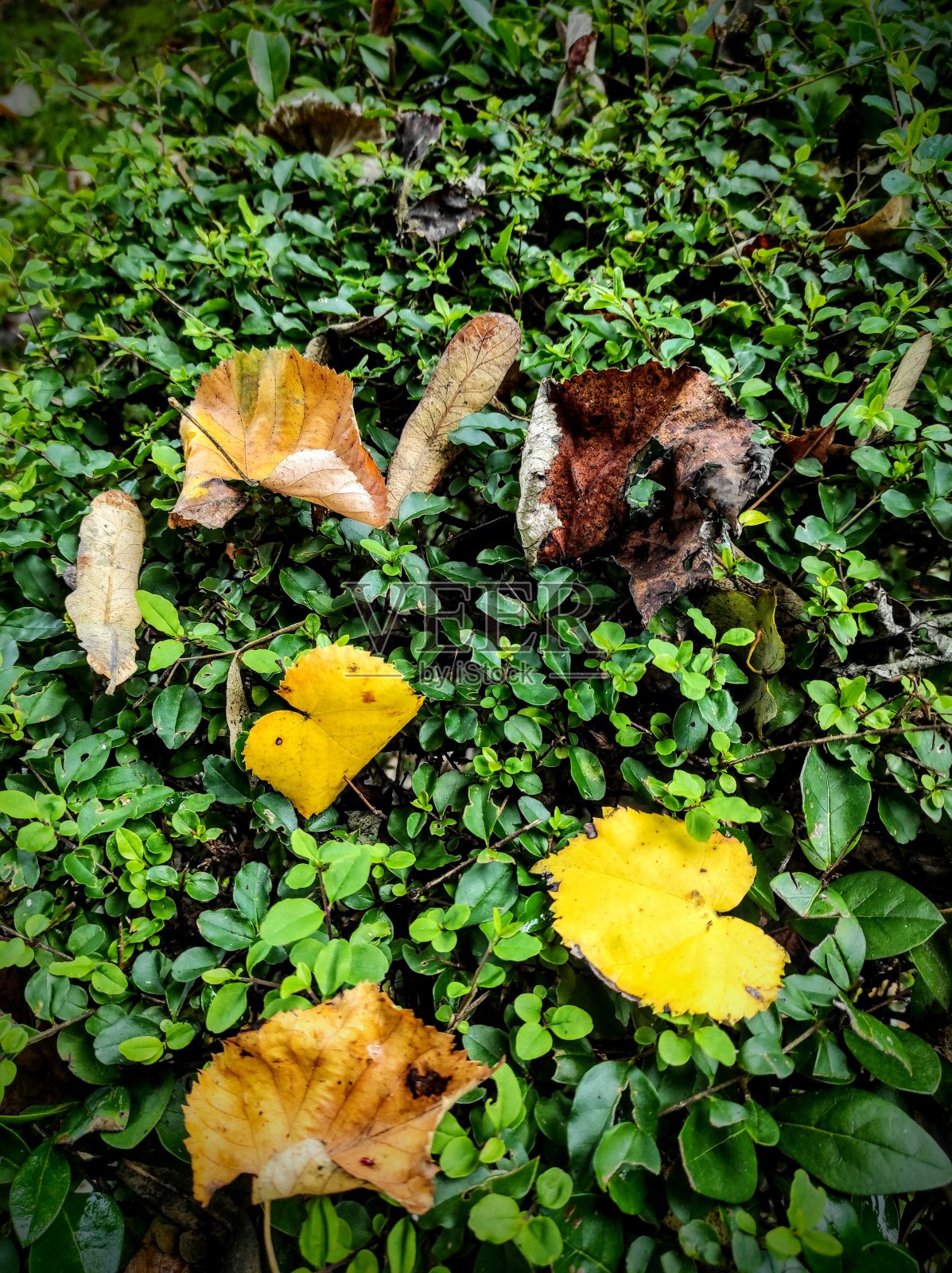 葡萄牙秋天的色彩照片摄影图片