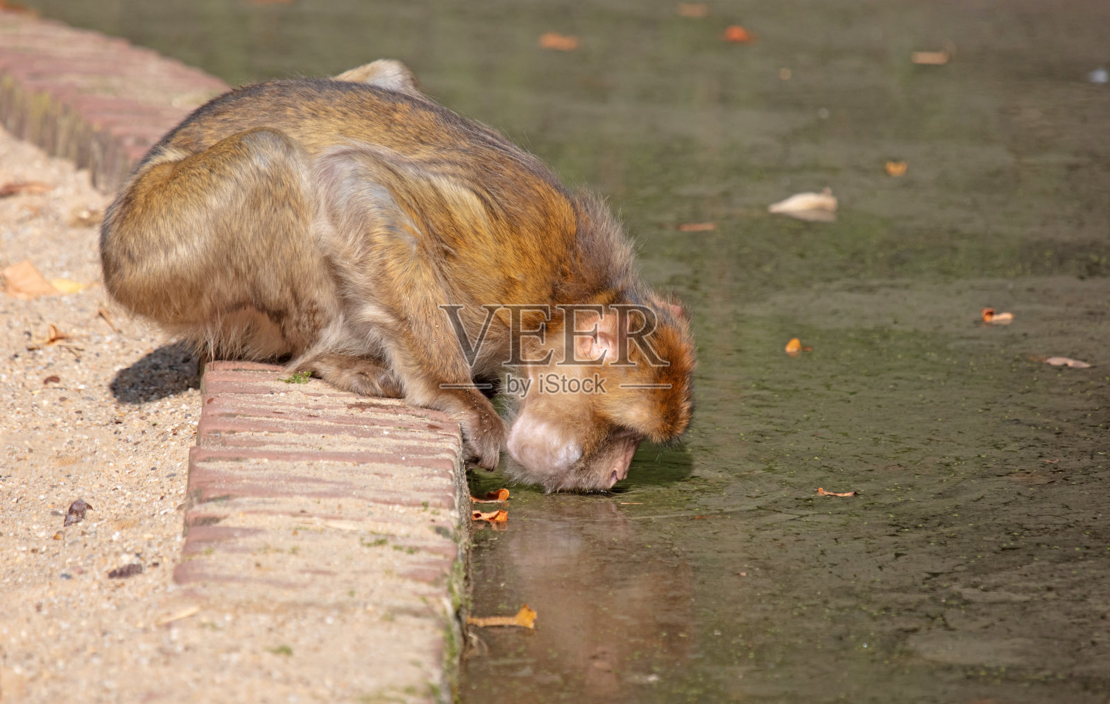 猕猴在小溪边喝水，选择性聚焦照片摄影图片