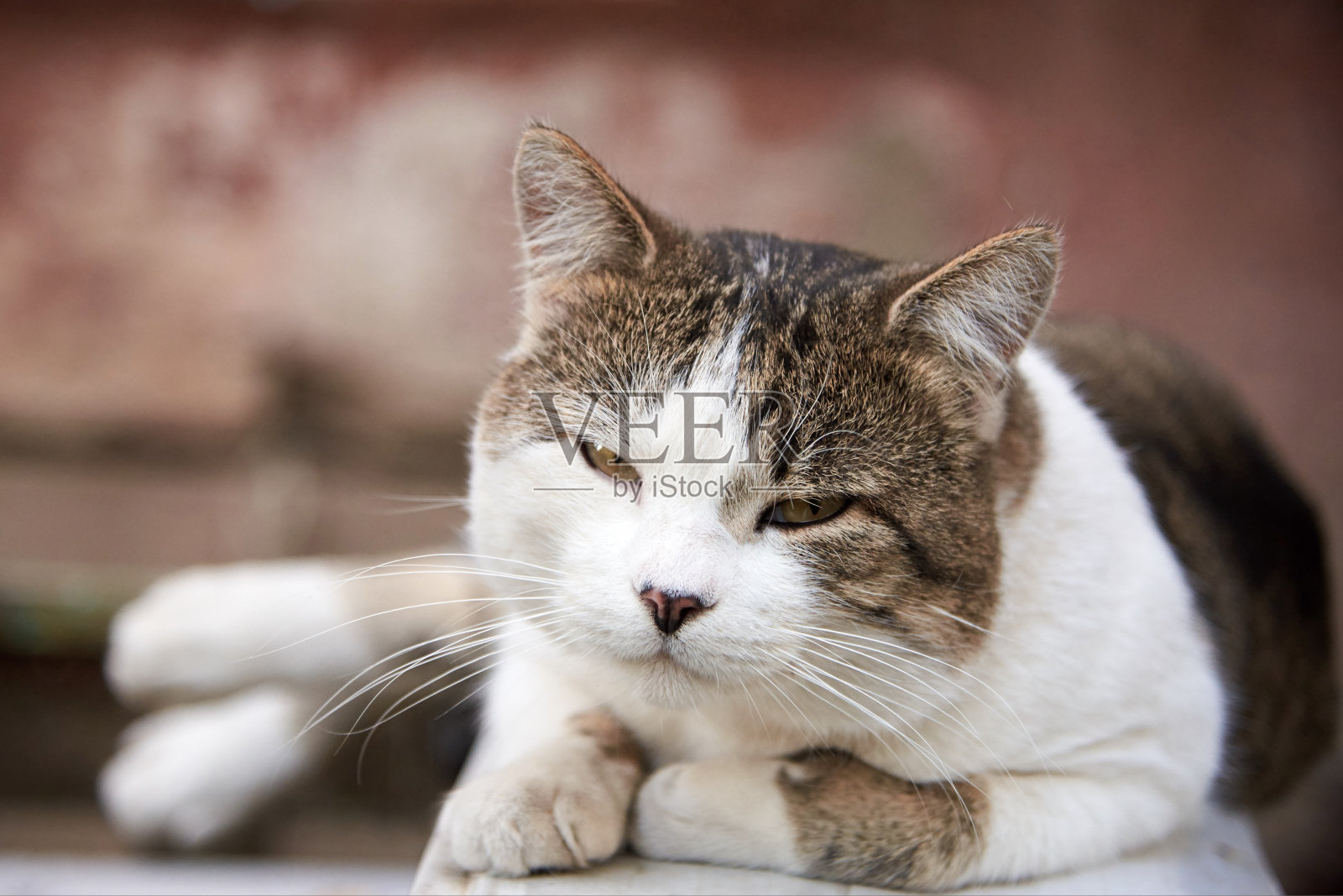 一张可爱的小猫躺在长凳上的肖像。照片摄影图片