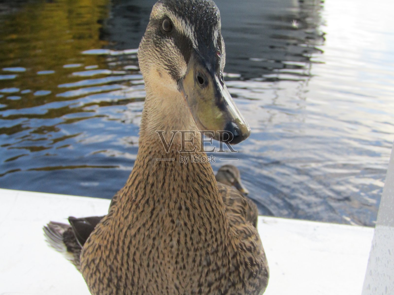 鸭在船的正面照片摄影图片
