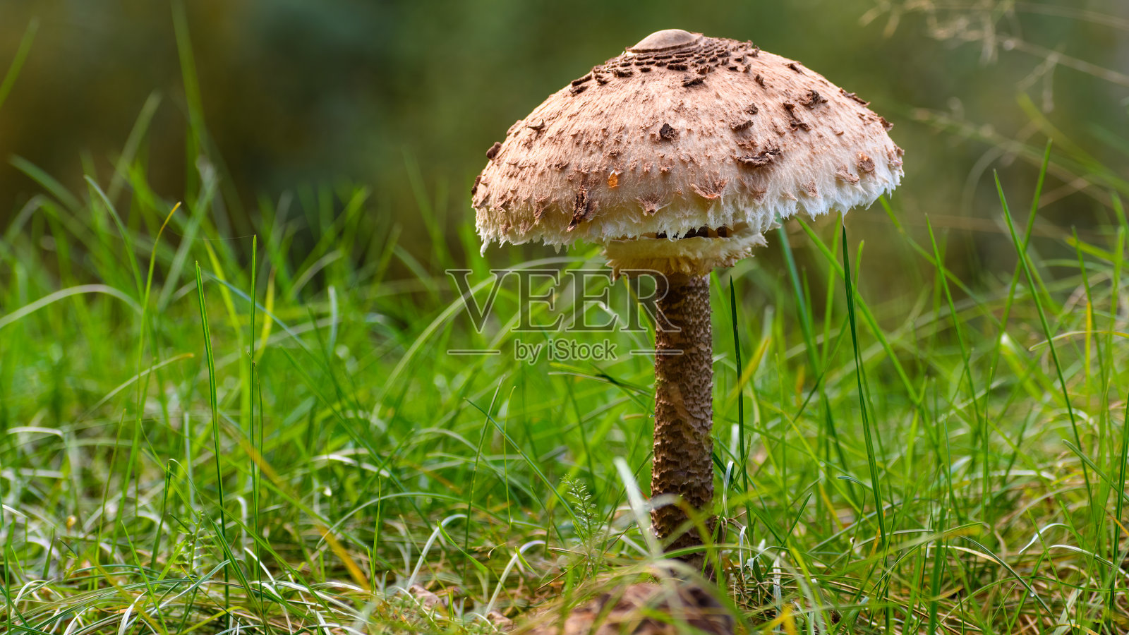 草地上的单个大伞菇(大伞菇属)照片摄影图片