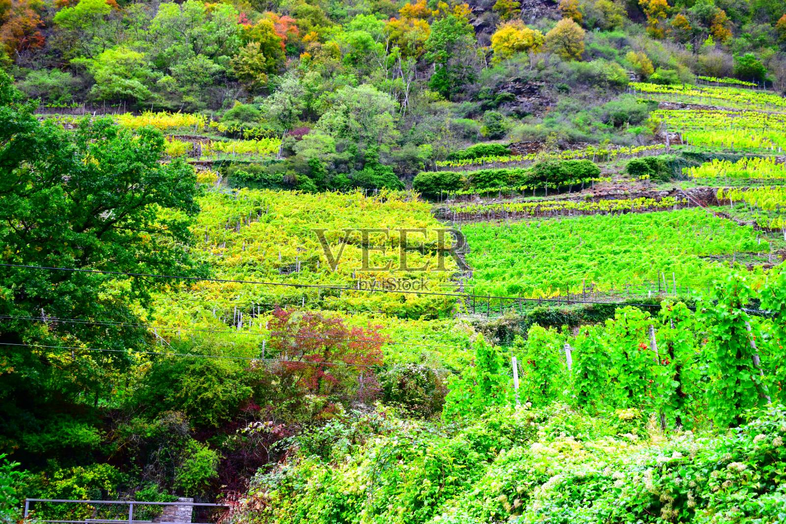 莫泽尔葡萄园秋季怪异的露台照片摄影图片