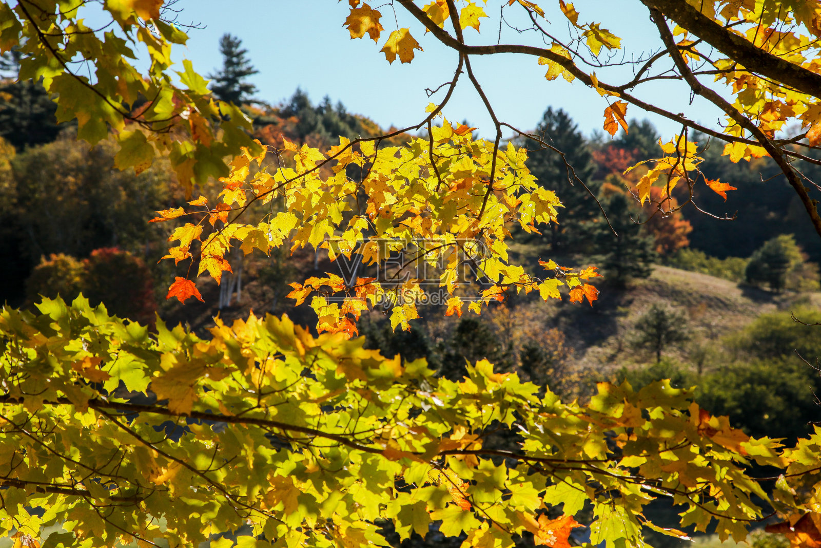 来自佛蒙特州的美丽秋叶照片摄影图片