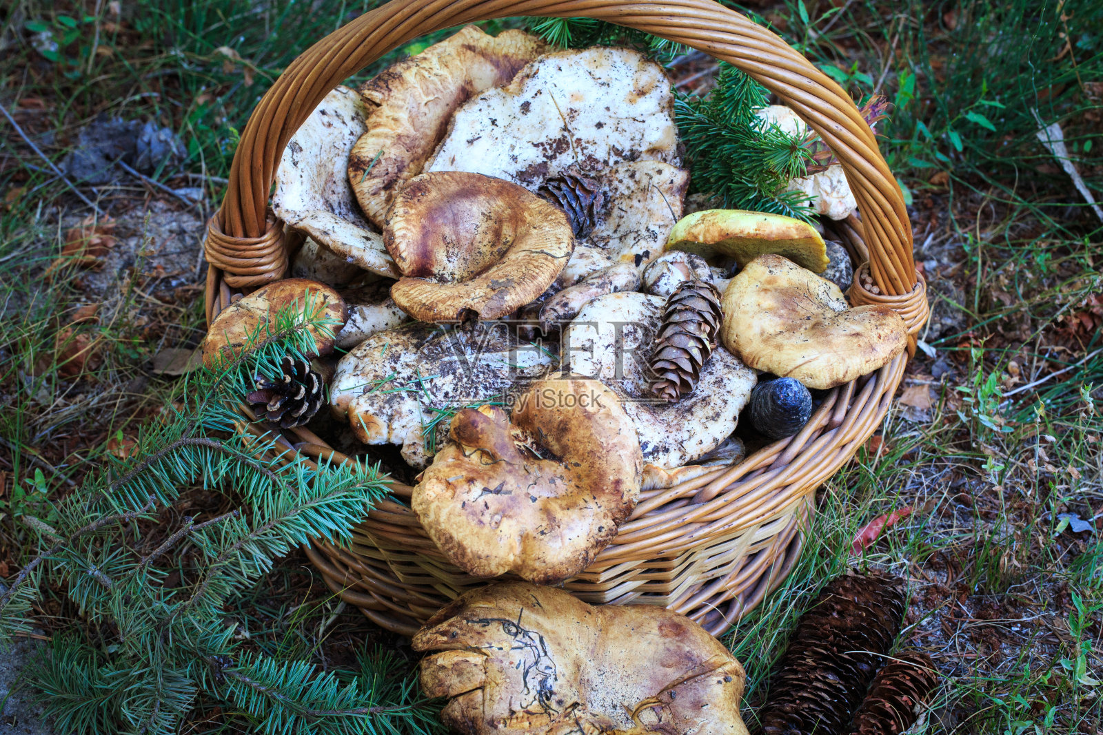 满满一篮秋天的蘑菇。天然有机食品。照片摄影图片