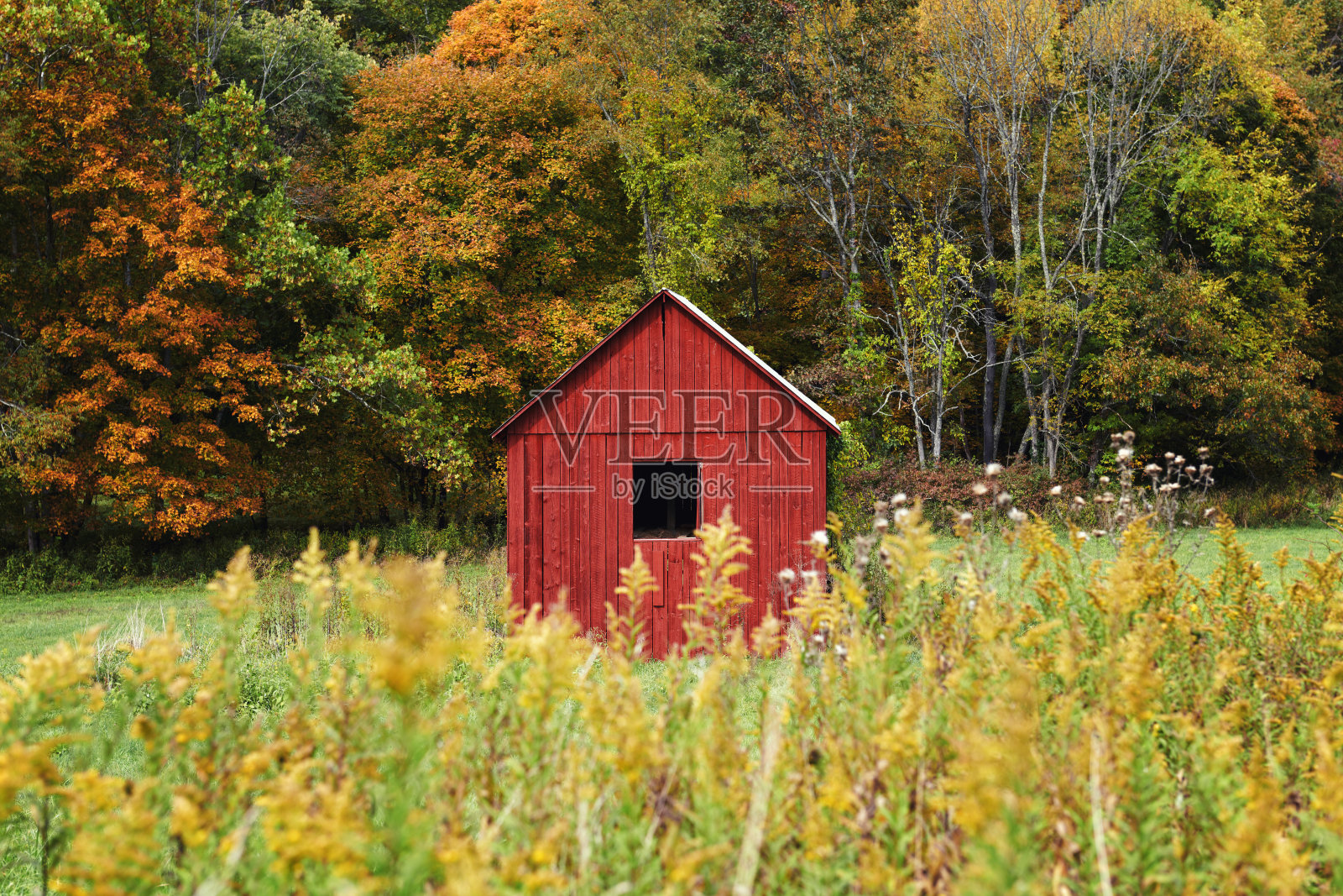 秋天的一天，田野里的红色谷仓照片摄影图片
