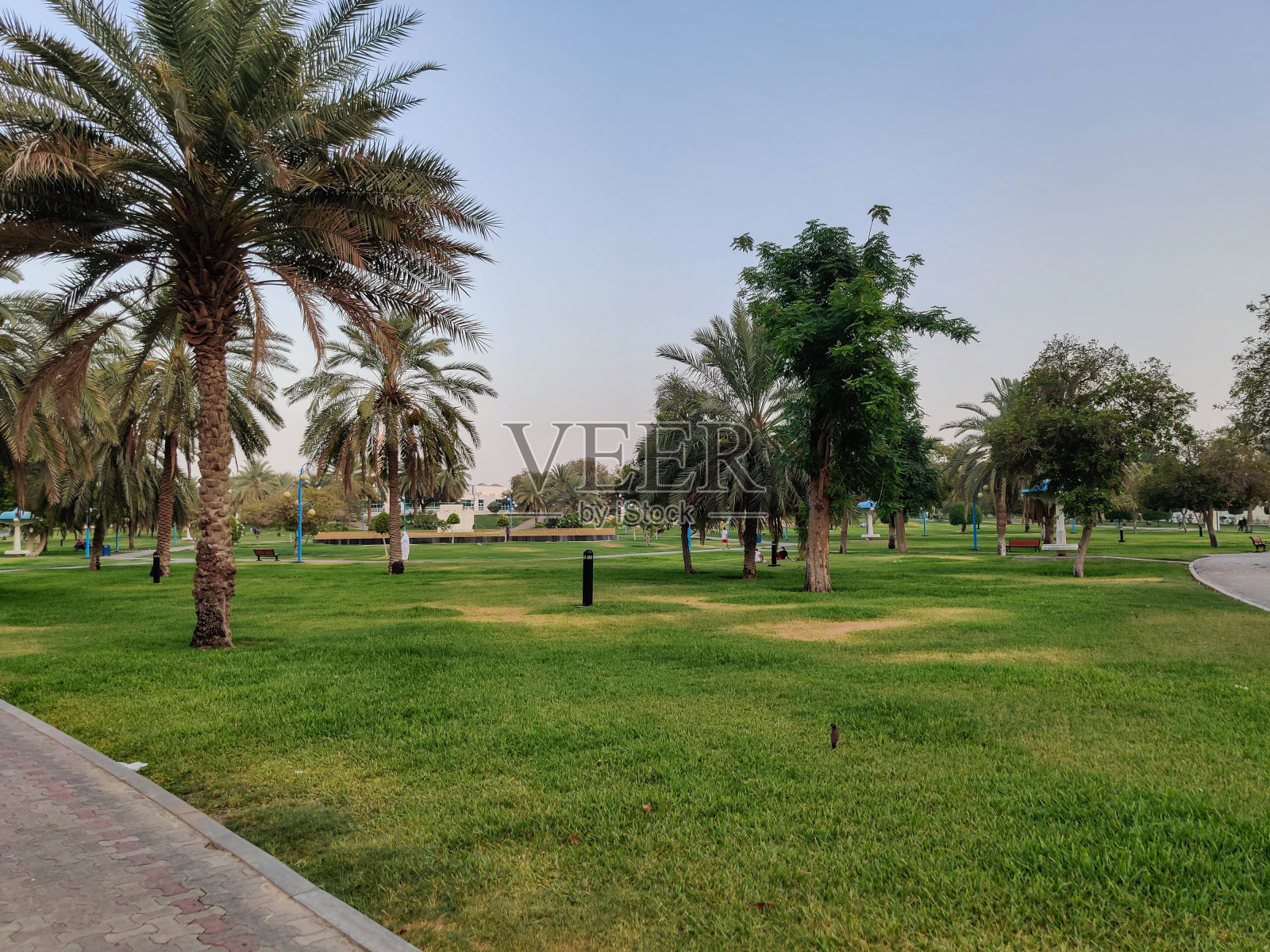 阿联酋阿布扎比著名的滨海公园：日落时分美丽的现代公园景色，无压力景观照片摄影图片