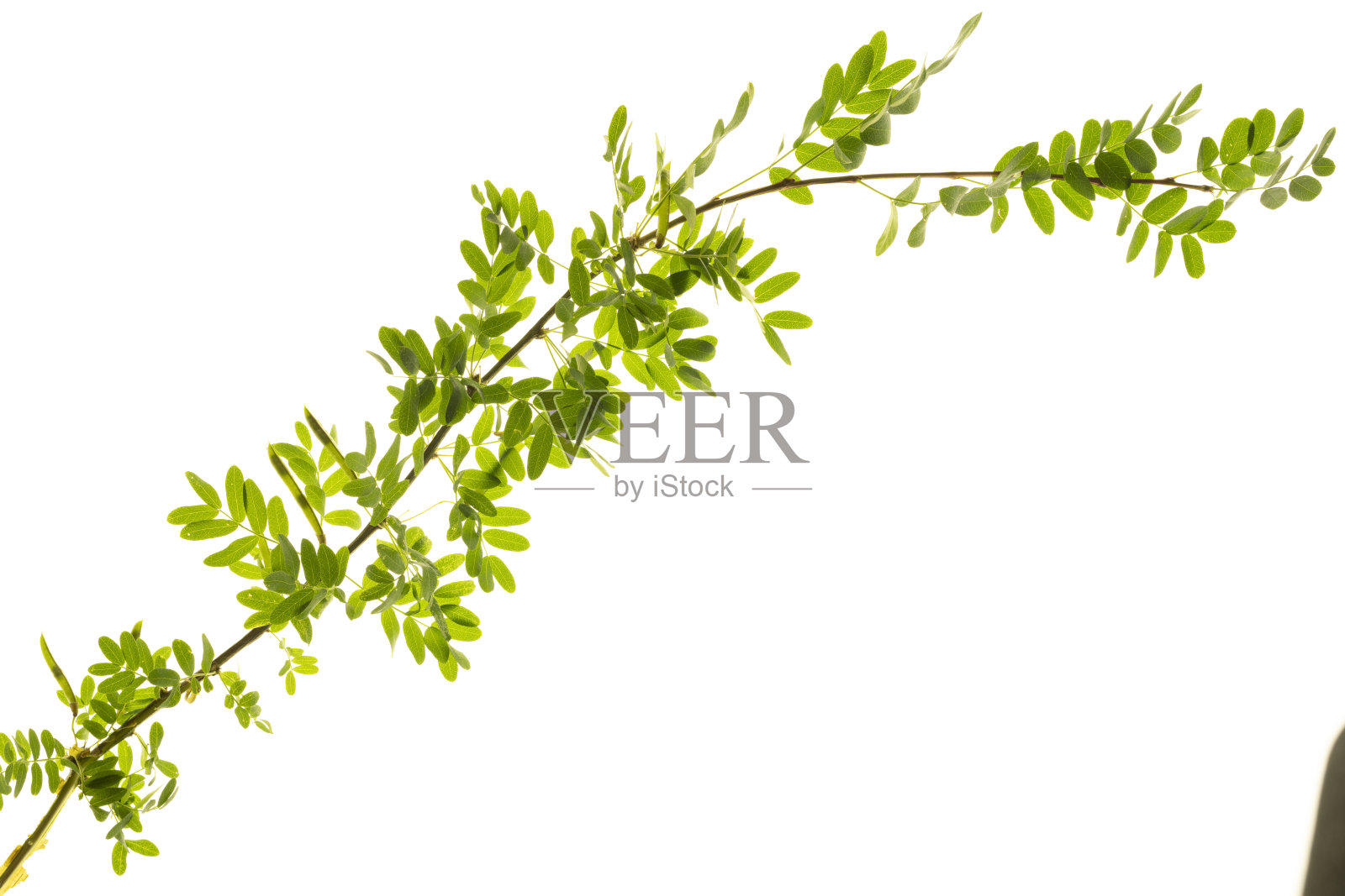 白色背景上的绿色小叶子照片摄影图片