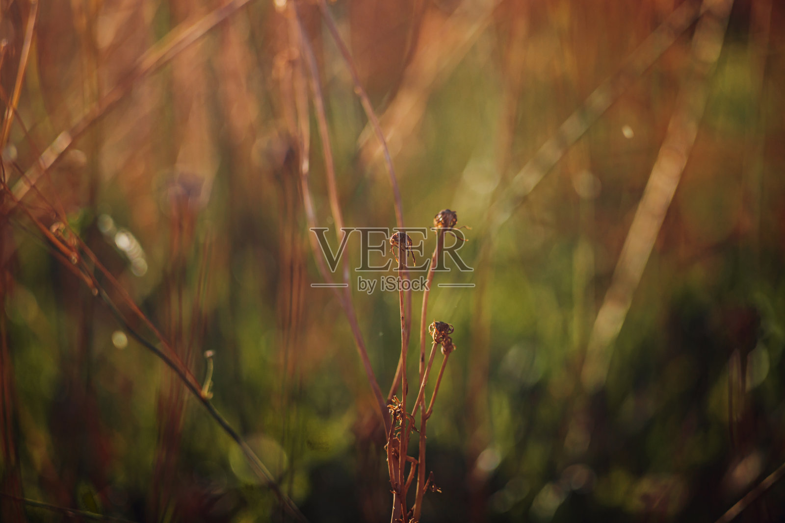 自然背景与花在日落照片摄影图片