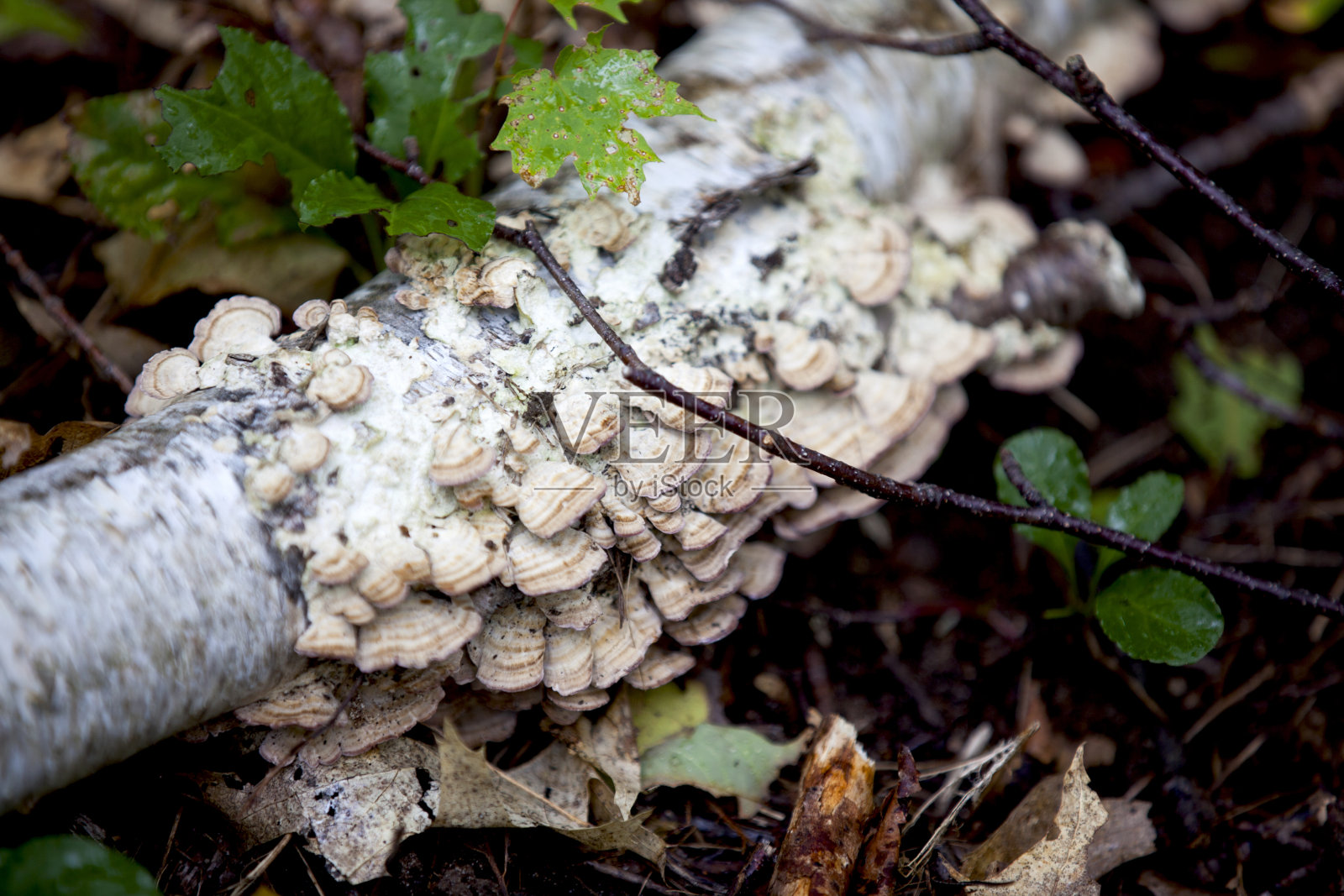 安大略省公园徒步旅行火车上的蘑菇。照片摄影图片