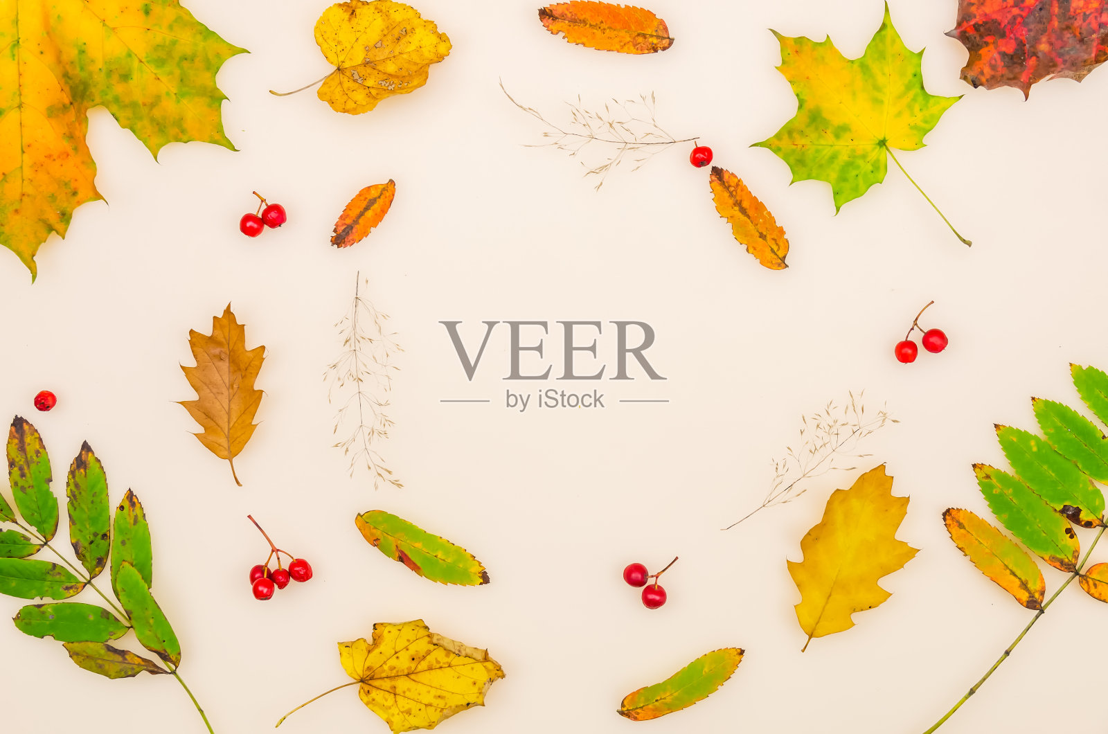 圆秋叶的枫，椴树，橡树，花，干草在一个白色的背景与拷贝空间，顶视图。平躺，圆形框架，图标，俯视图。秋天背景照片摄影图片