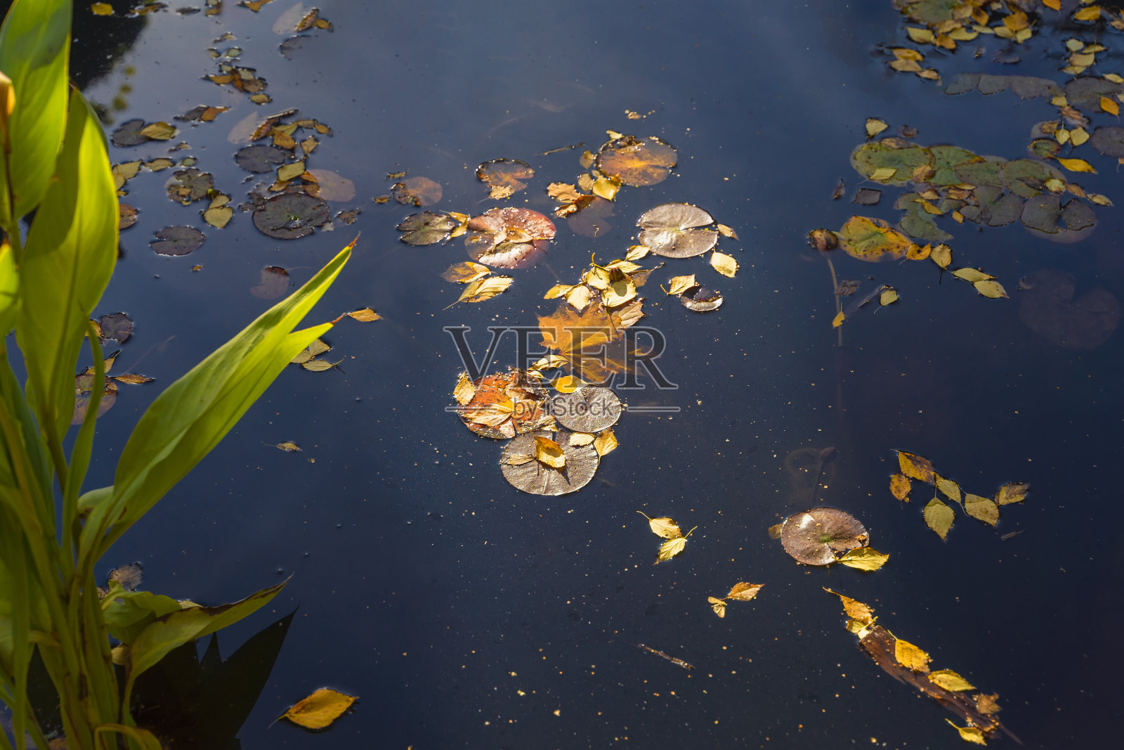 阳光下金色的落叶落在五颜六色的橙色，漂浮在冰冷的水面上，秋色斑斓。Hello autumn的概念。现代sesonal背景照片摄影图片