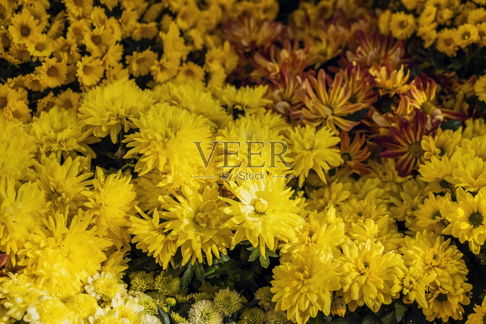 丰富多彩的菊花。从以上观点。自然背景。有选择性的重点。照片摄影图片