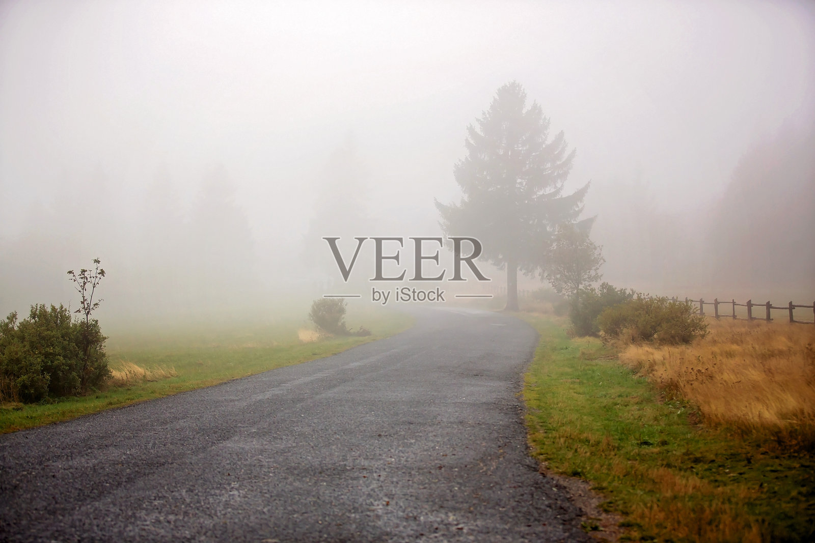 路边有一棵大树，雾蒙蒙的风景，秋日有雨照片摄影图片