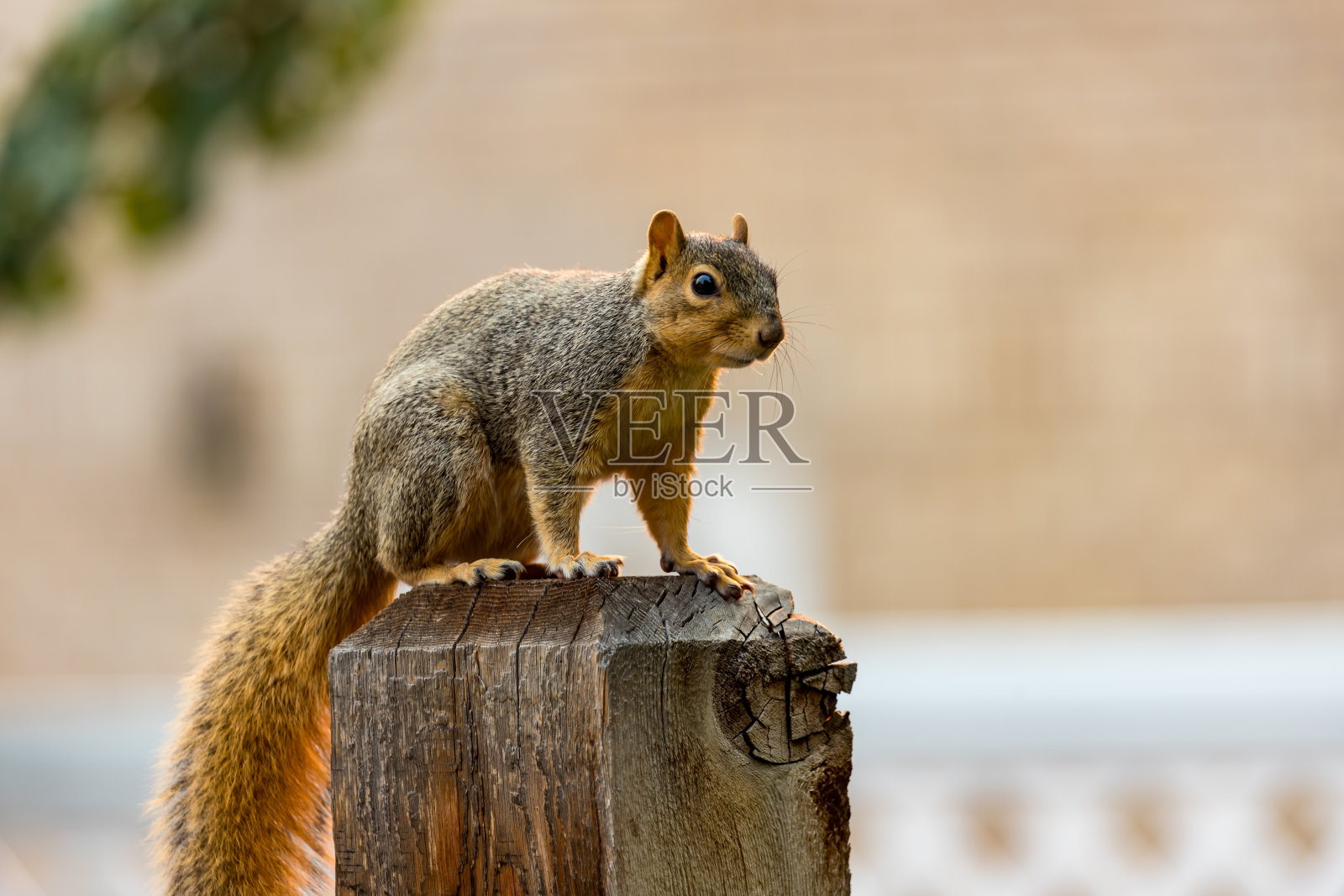 一只活跃的松鼠在后院的设置照片摄影图片