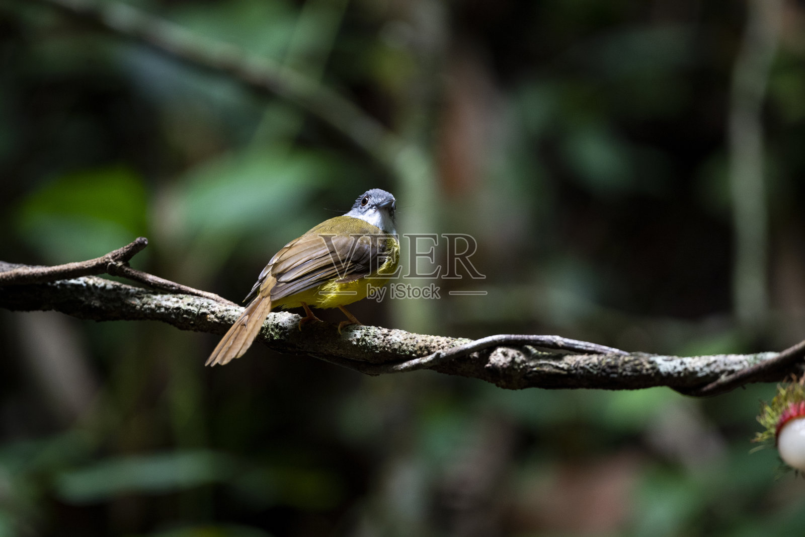 黄腹Bulbul照片摄影图片