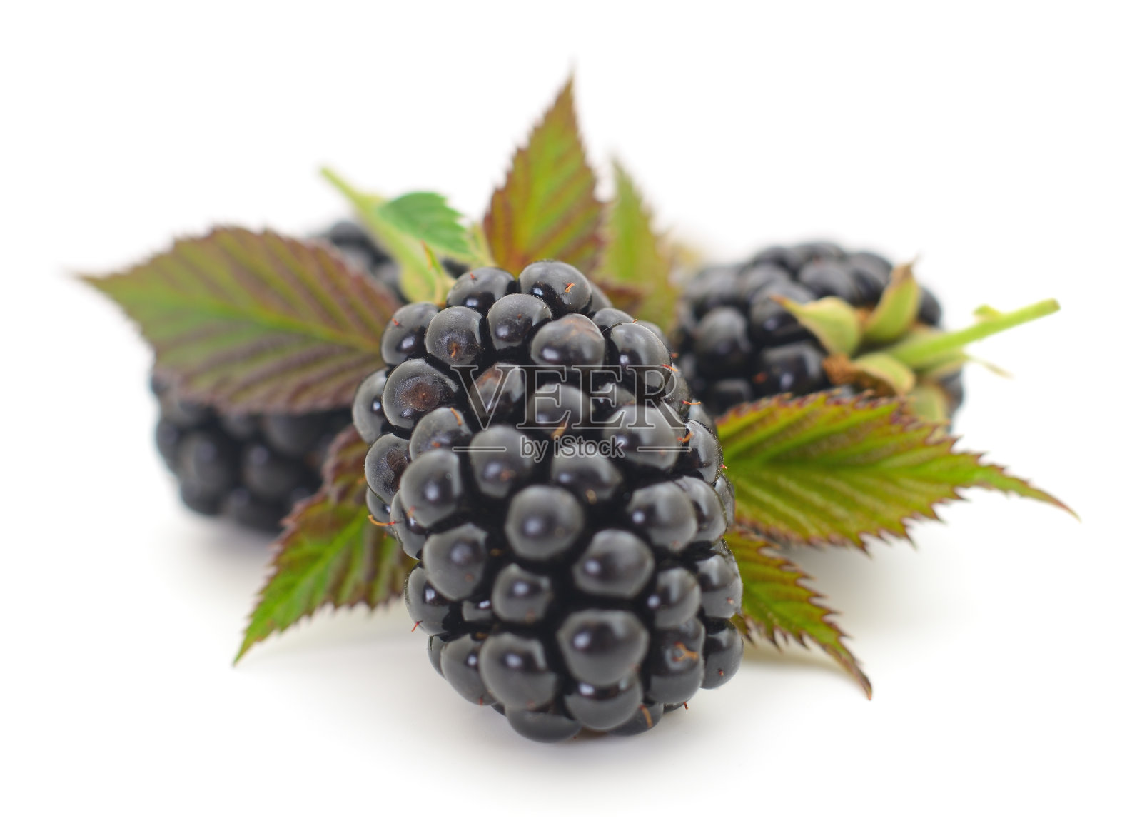 特写镜头的新鲜黑莓。照片摄影图片