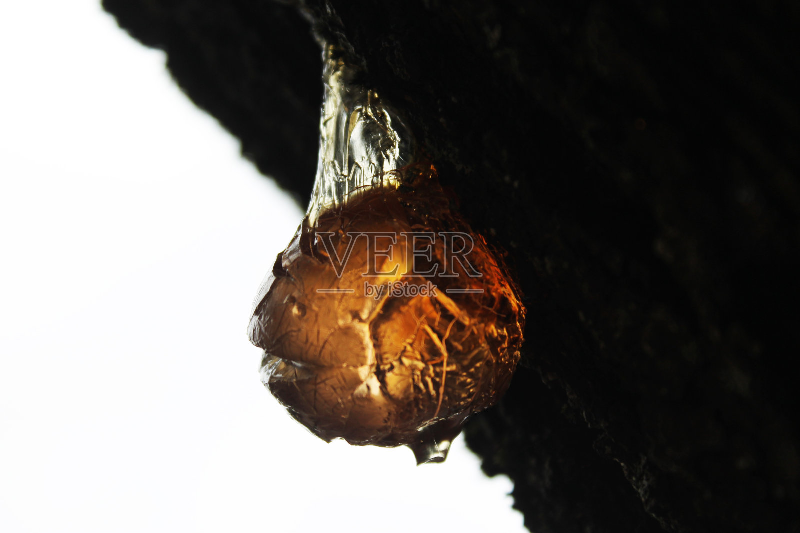 树上的琥珀天然树脂照片摄影图片