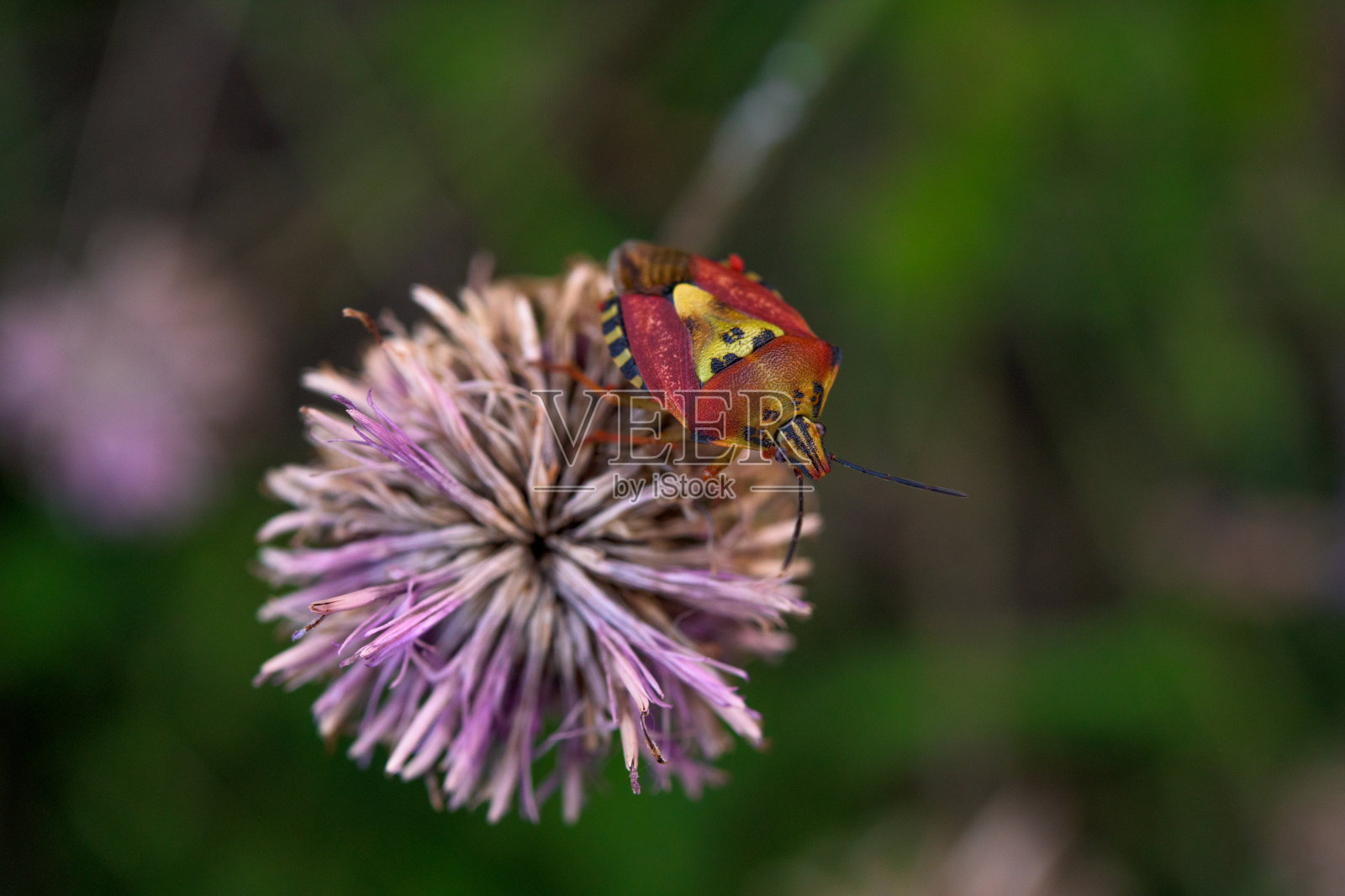 错误在花照片摄影图片