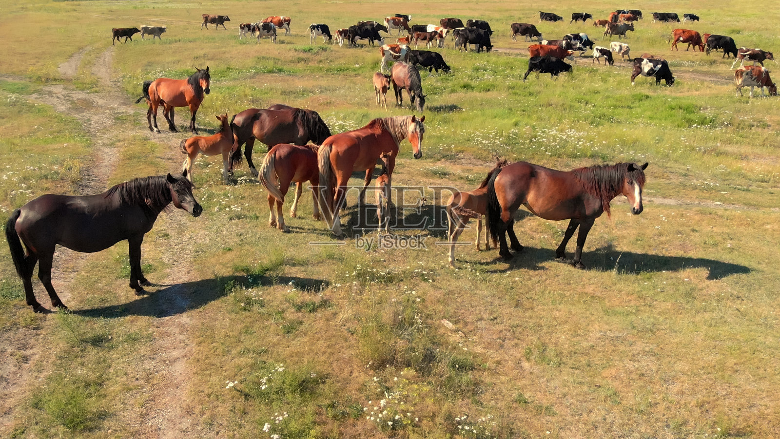 马和牛站在绿色的草地上，在农田里吃草，照片摄影图片