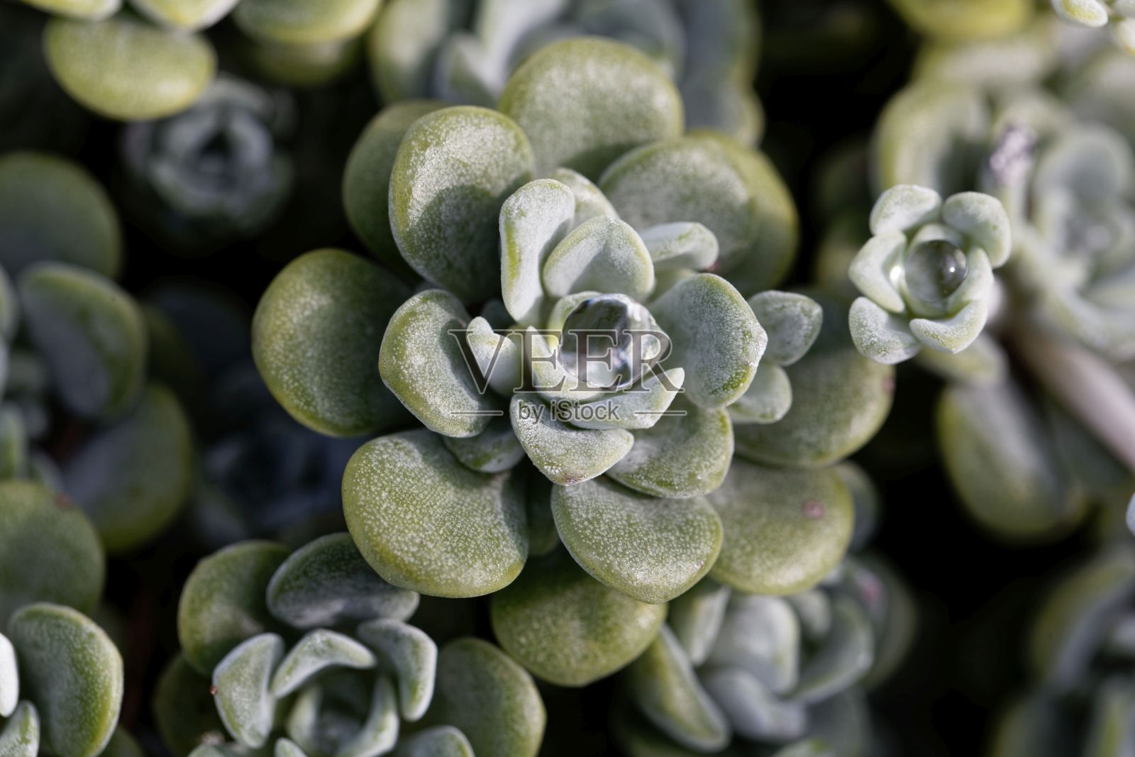 一种阔叶石竹的叶子，景天照片摄影图片