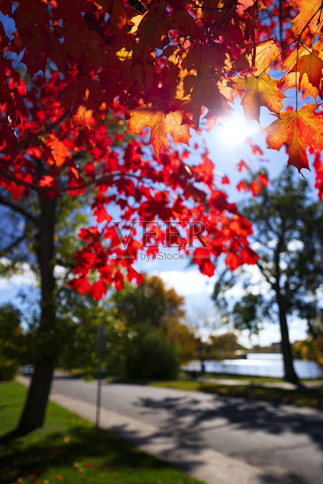 渥太华的秋色照片摄影图片
