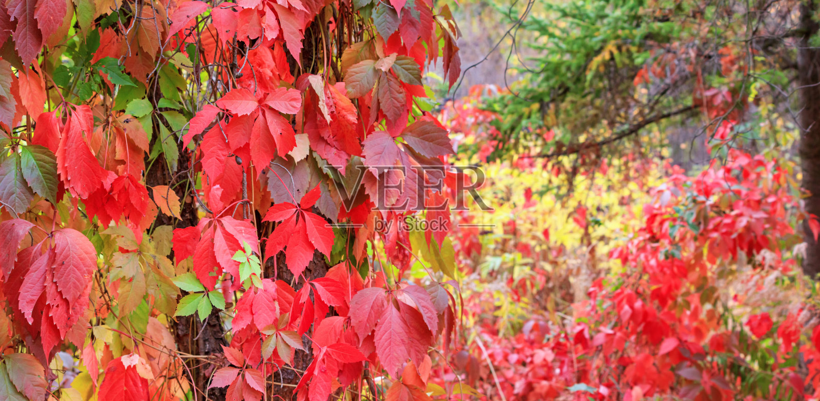 秋天的风景-一个视图的叶子的处女常春藤爬上树干照片摄影图片