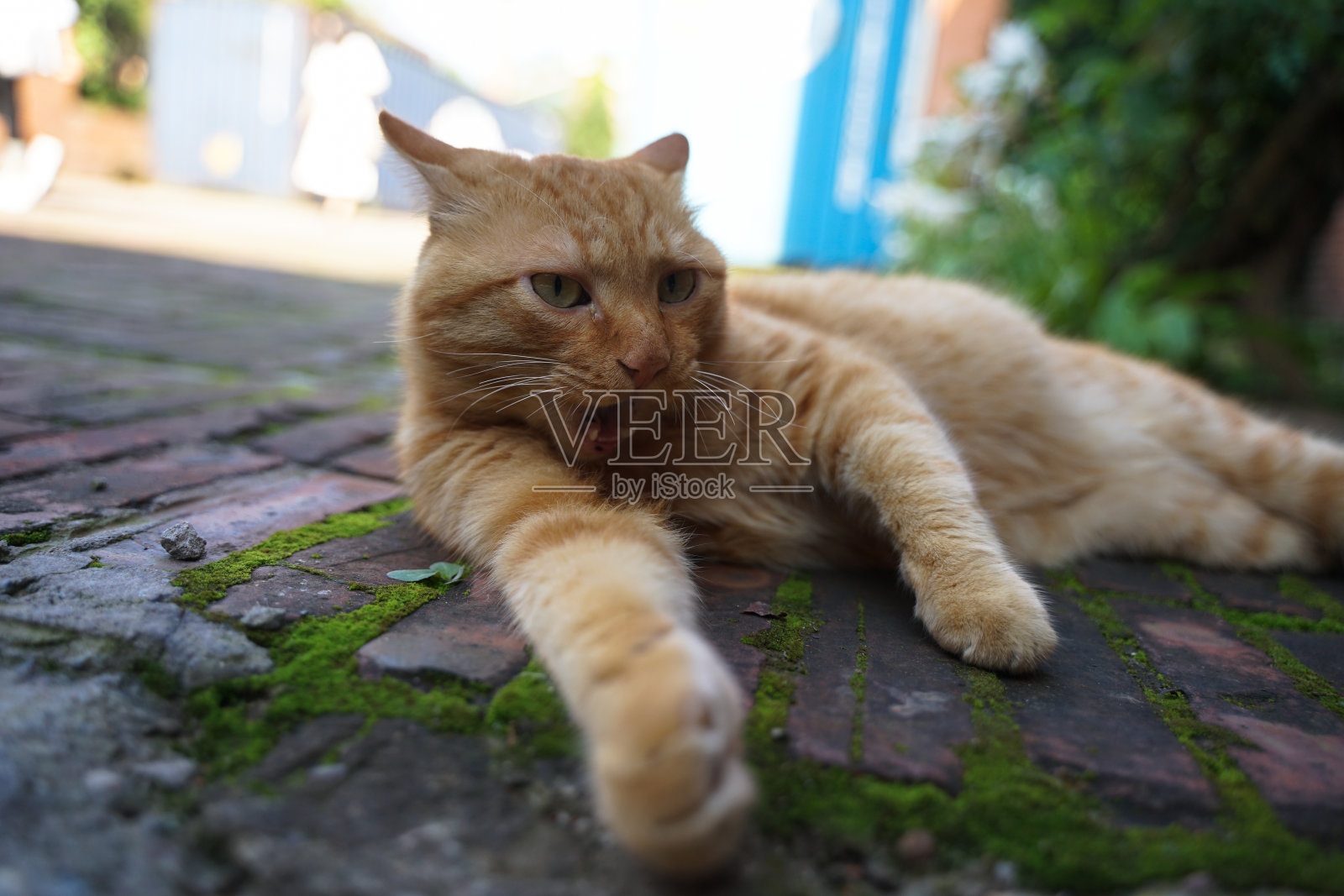 猫躺在地上，呼吸着照片摄影图片