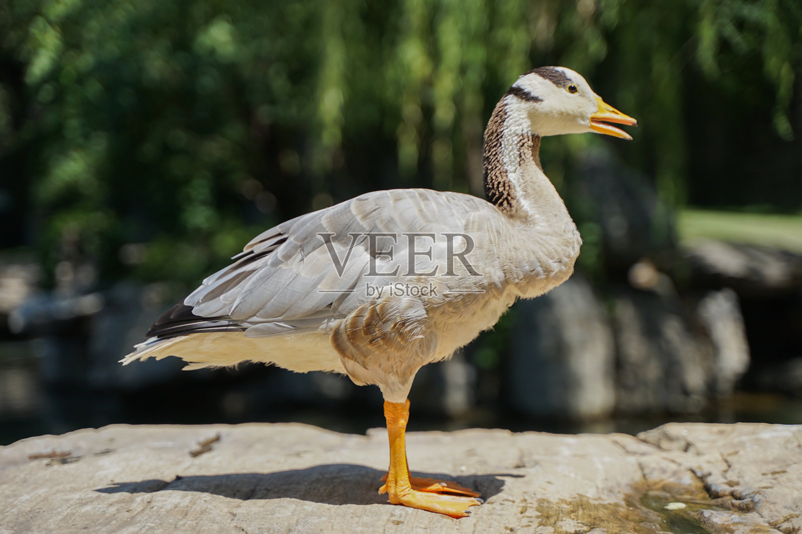 鸭子在岩石上休息照片摄影图片