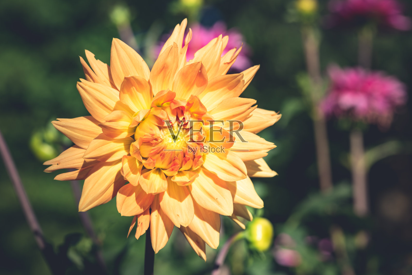 桔黄色的大丽花照片摄影图片