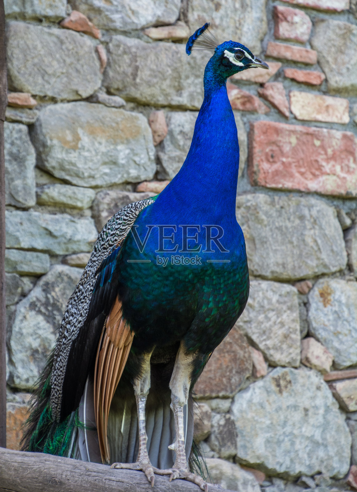 一只孔雀的特写照片摄影图片