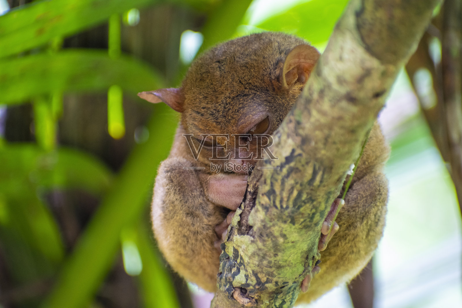 孤独的眼镜猴照片摄影图片