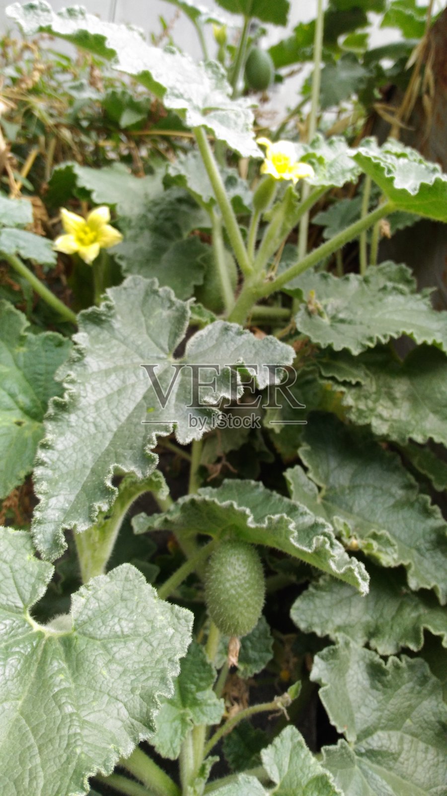 自然界的绿叶植物照片摄影图片