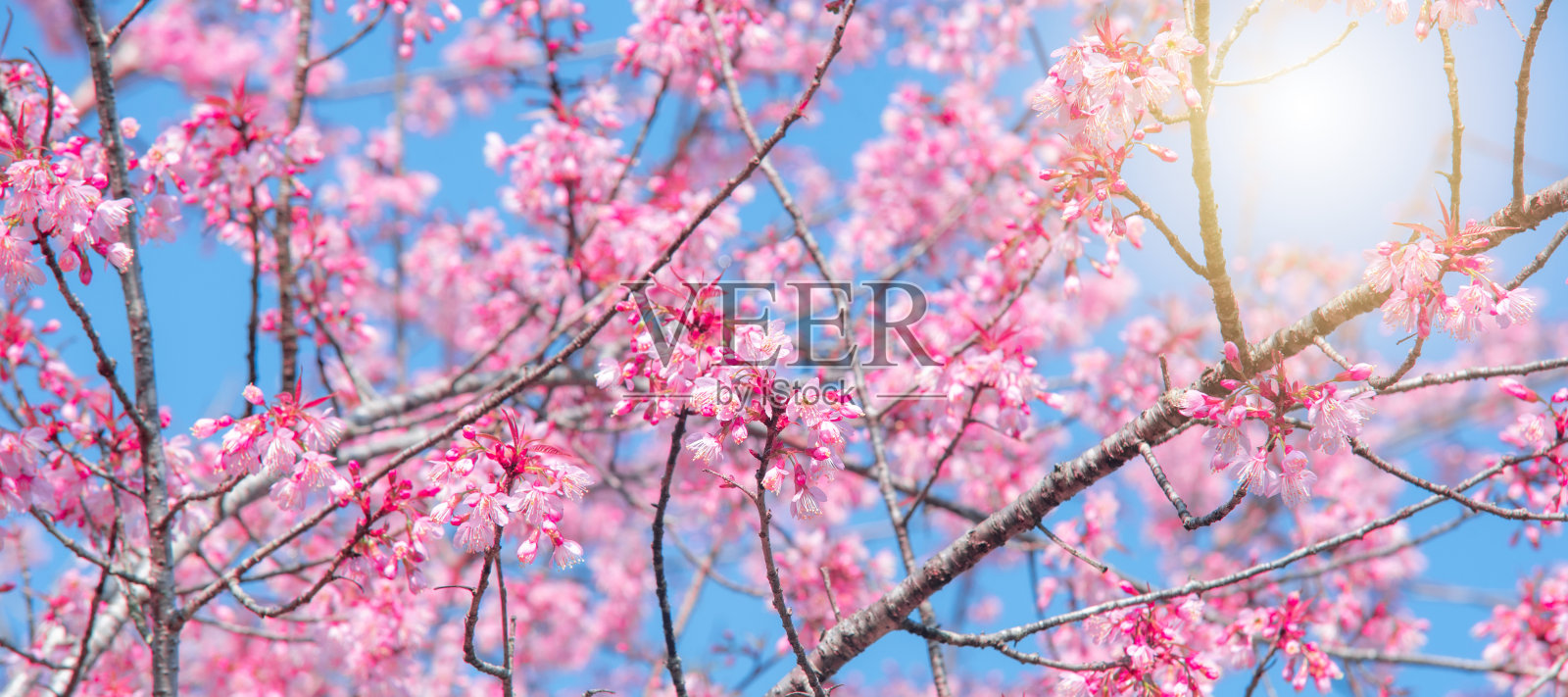 抽象绿叶纹理，自然背景，热带叶照片摄影图片