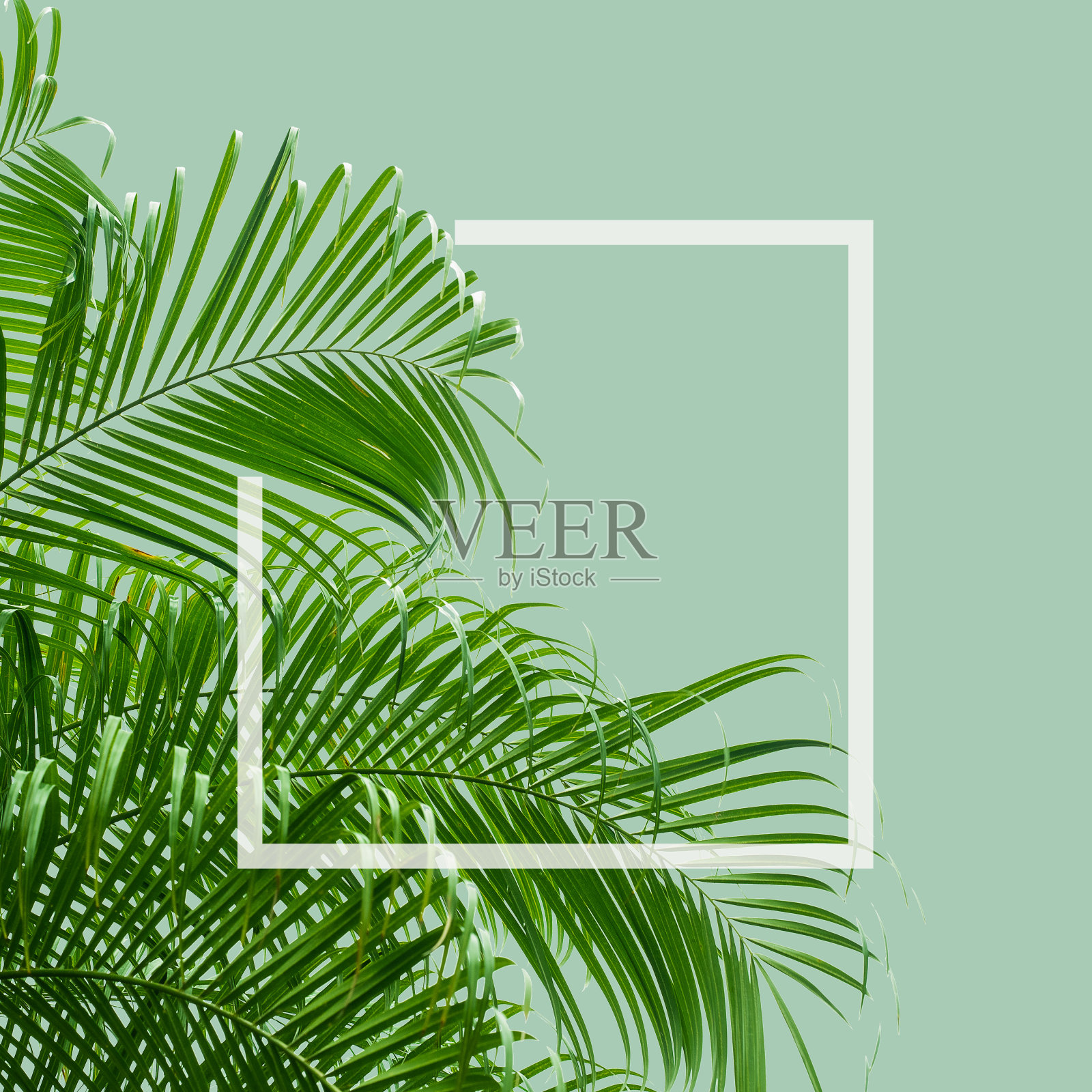 抽象绿叶纹理，自然背景，热带叶照片摄影图片