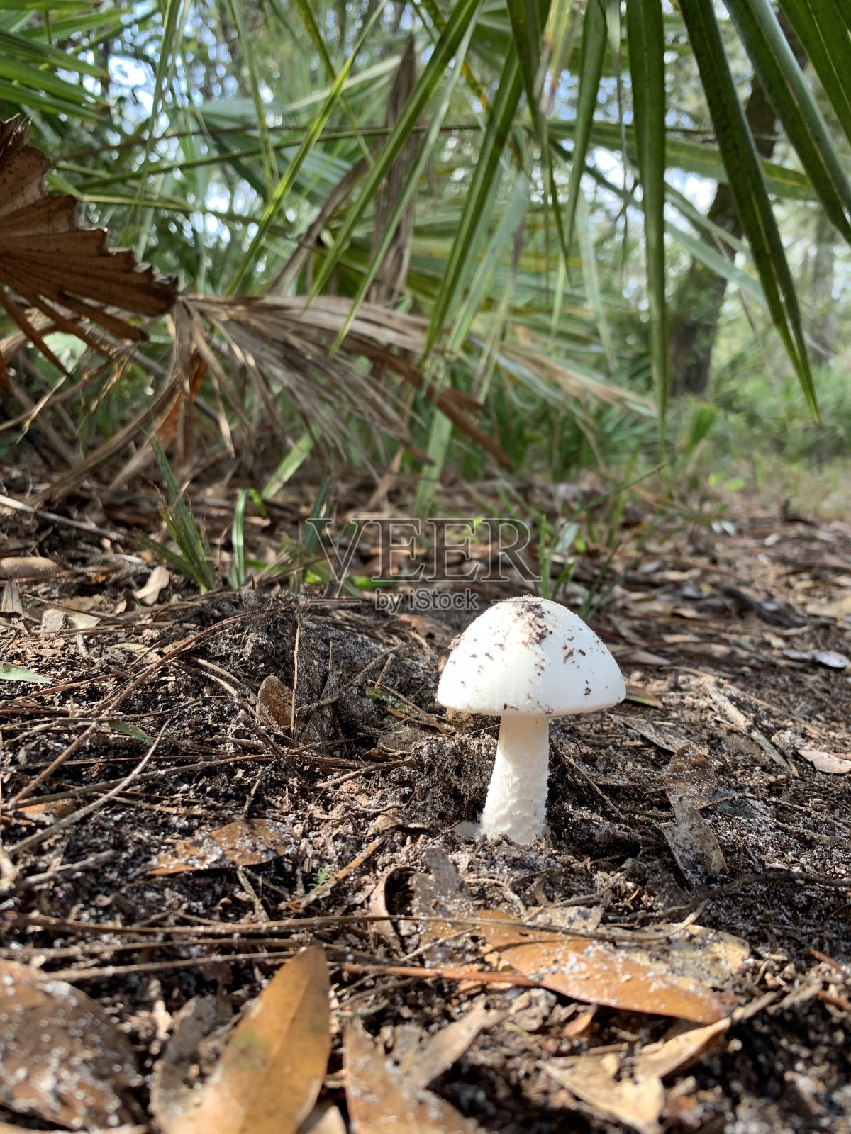 森林地面上的蘑菇照片摄影图片