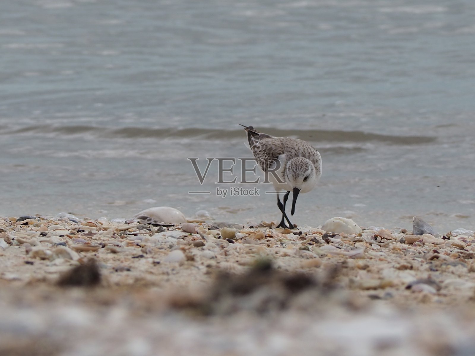 三趾鹬照片摄影图片