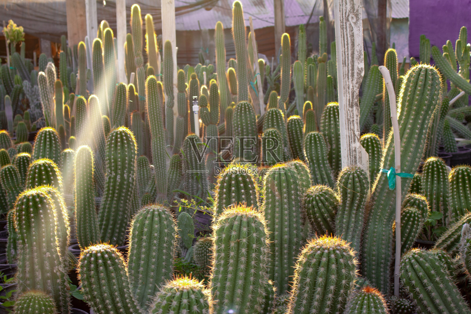 撒瓜罗仙人掌生长在亚利桑那州的一个沙漠花园苗圃里照片摄影图片