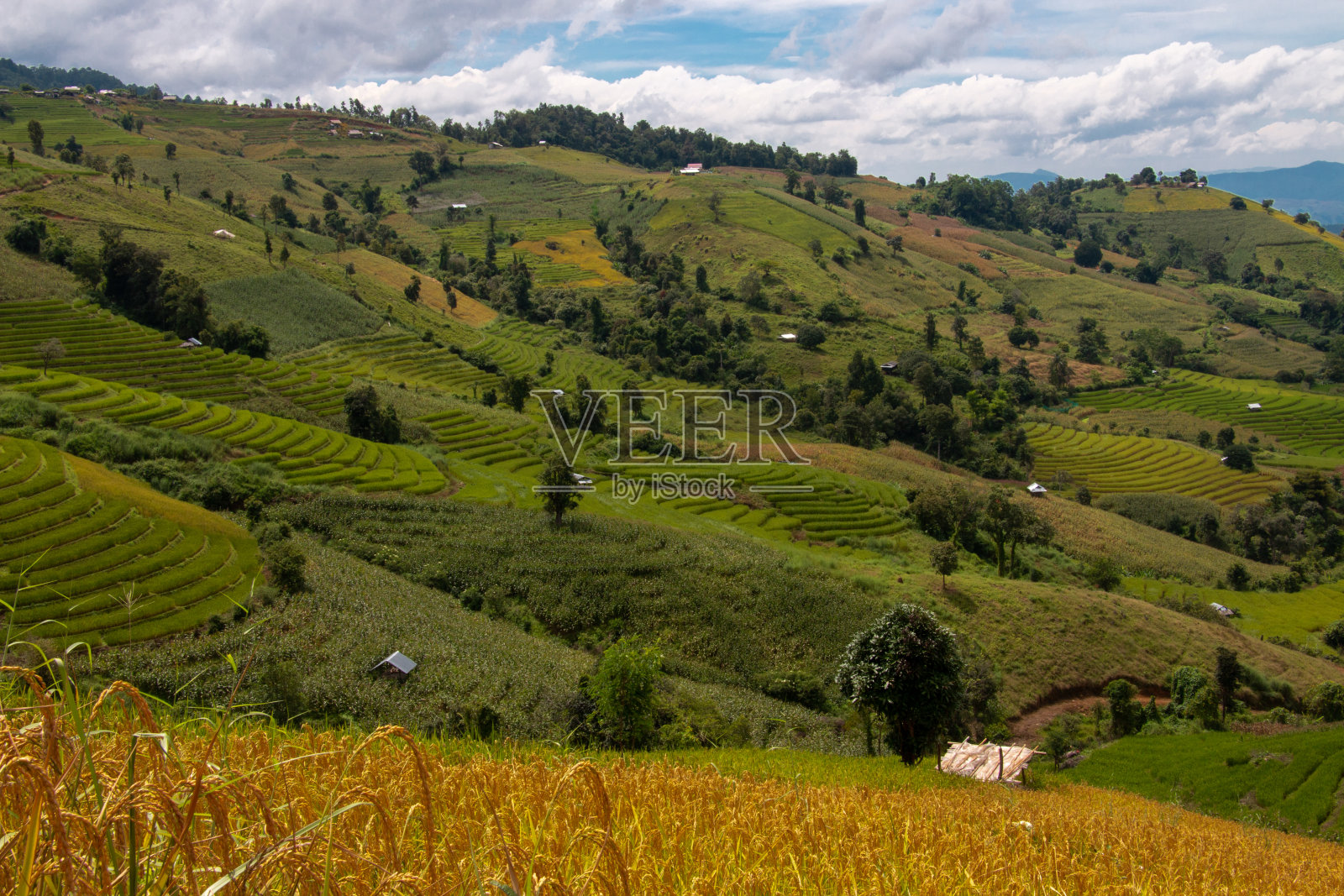 梯田，青天时节照片摄影图片